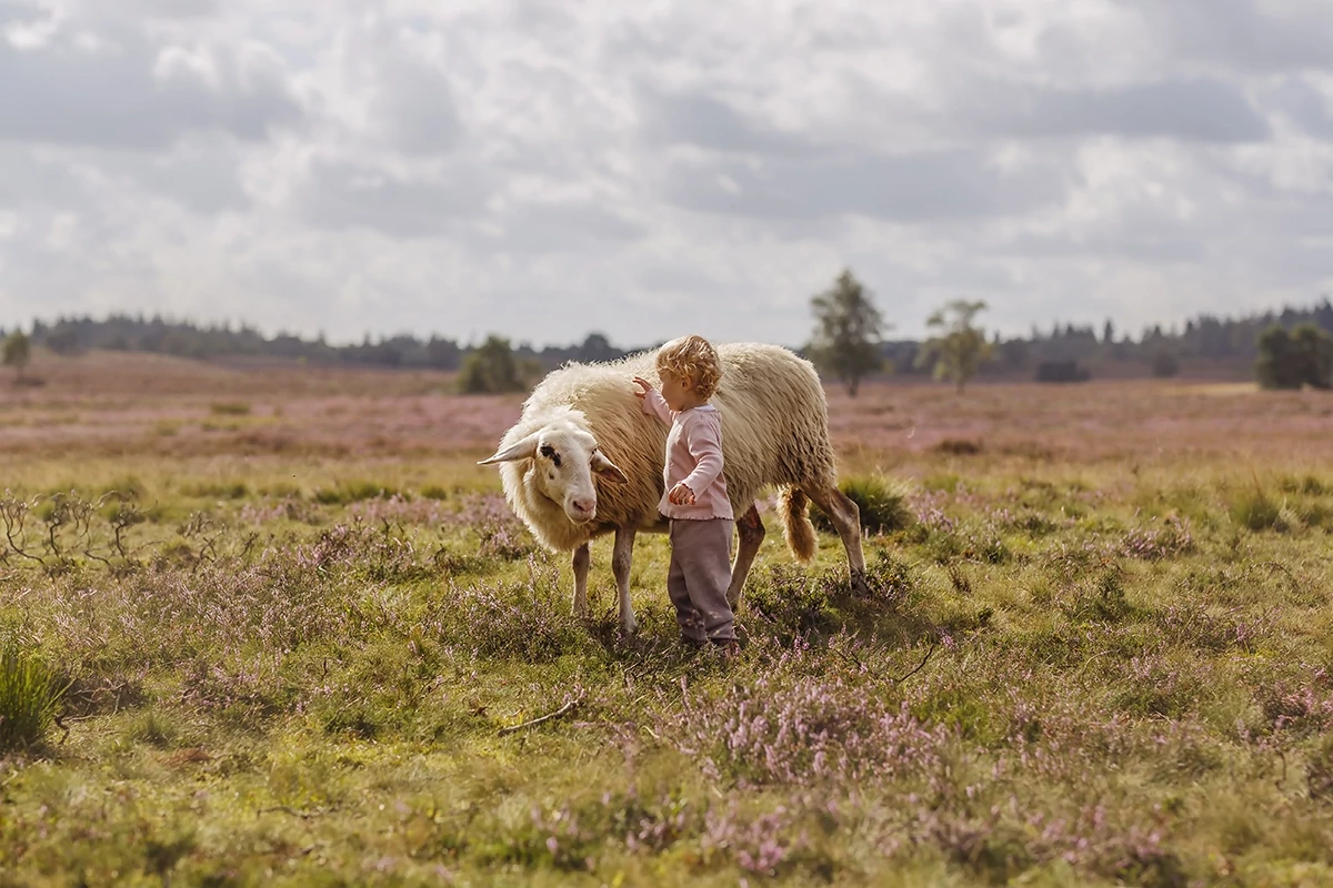 Akika Kurbanı Nedir?